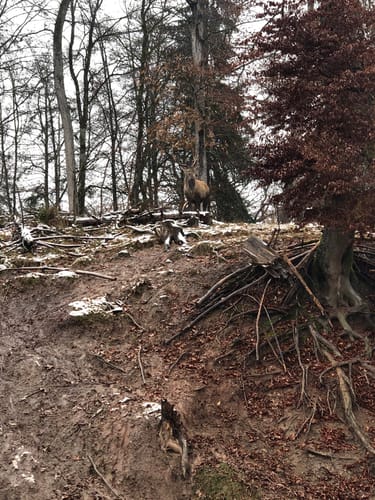 Entringen: Wildgehege und Schloß Hohenentringen