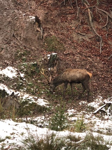 Entringen: Wildgehege und Schloß Hohenentringen