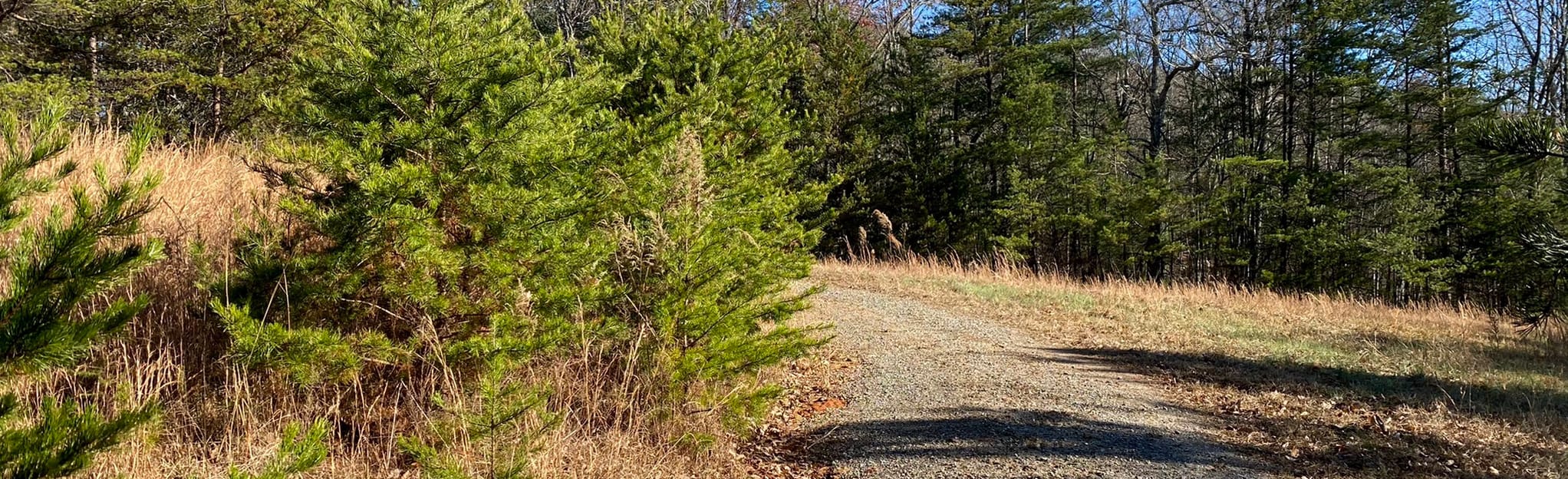 AllTrails Turkey Ridge Trail 25 Reviews, Map North Carolina