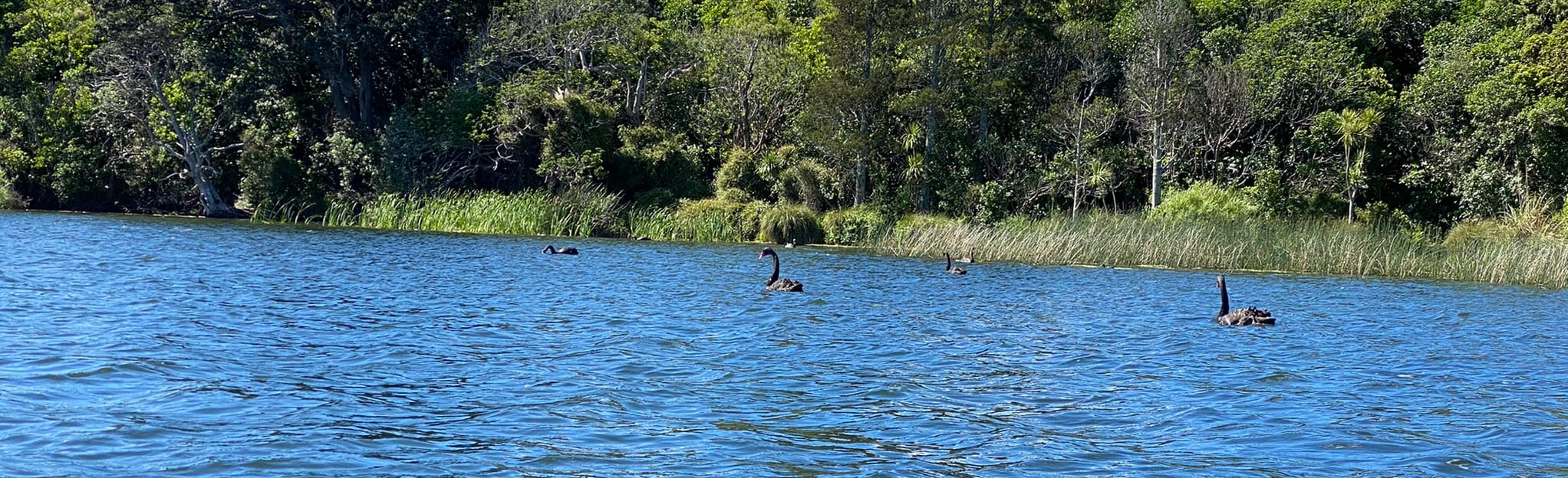 Lake Pupuke Paddle, Auckland, New Zealand 5 Reviews, Map AllTrails