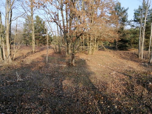 Schönower Heide: Wildwanderweg