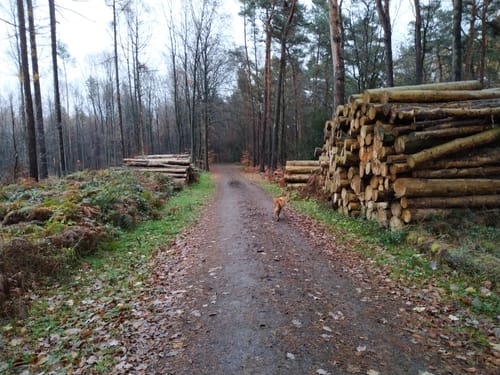 Stadtforst Vormholz