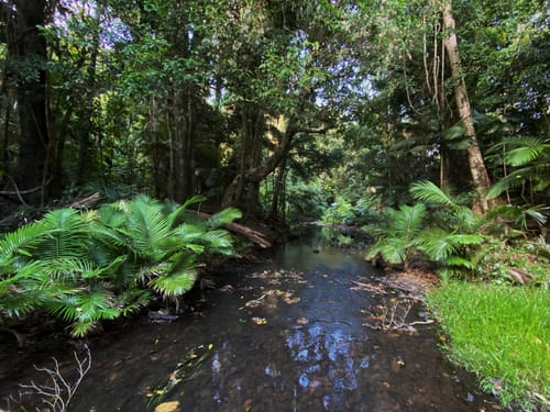 Best Hikes and Trails in Djiru National Park AllTrails