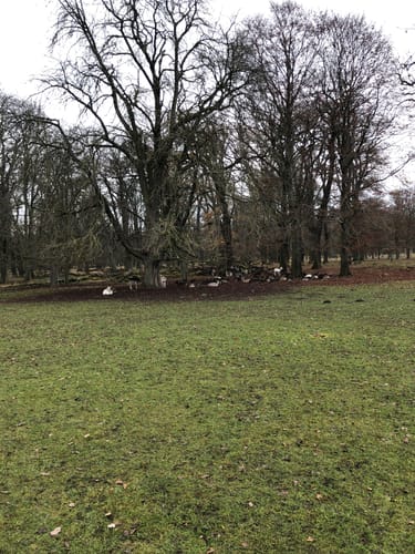 Hannover: Tiergarten in Kirchrode