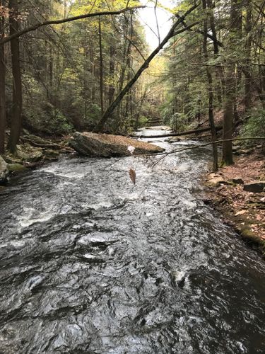 are dogs allowed at south cumberland state park