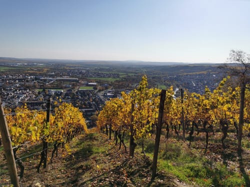Auf dem Rochusberg