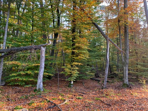 Hoher Berg Rundweg
