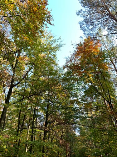 Hoher Berg Rundweg