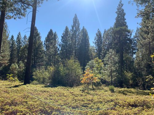 2023 Best 10 Trails and Hikes in Pollock Pines | AllTrails