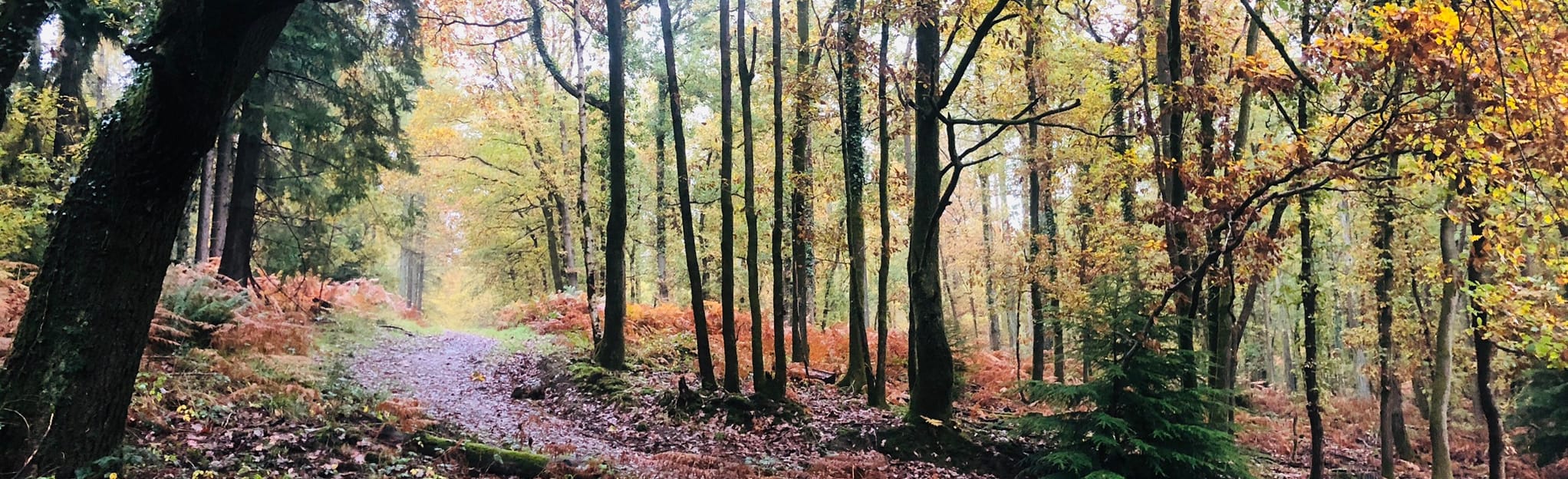 Yorkley Circular Trail | Map, Guide - Gloucestershire, England | AllTrails