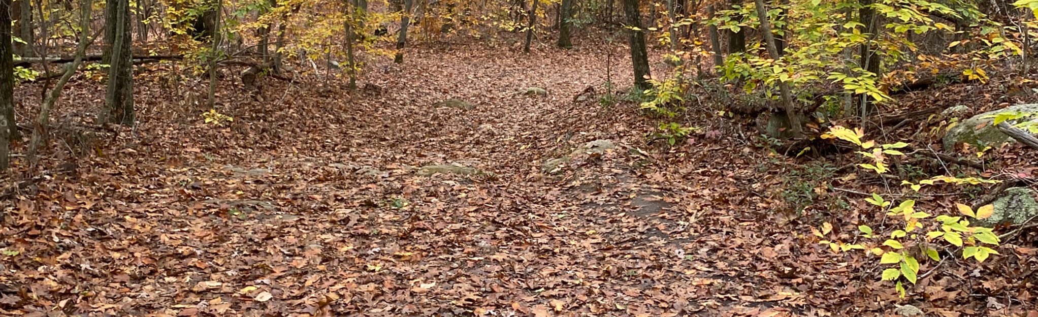 Pequot Swamp Pond Trail, Connecticut 510 Reviews, Map AllTrails