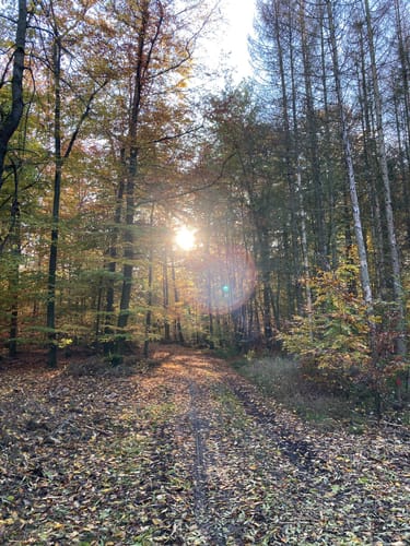 Lahn-Facette Schauinsland-Tour (Premiumwanderweg)
