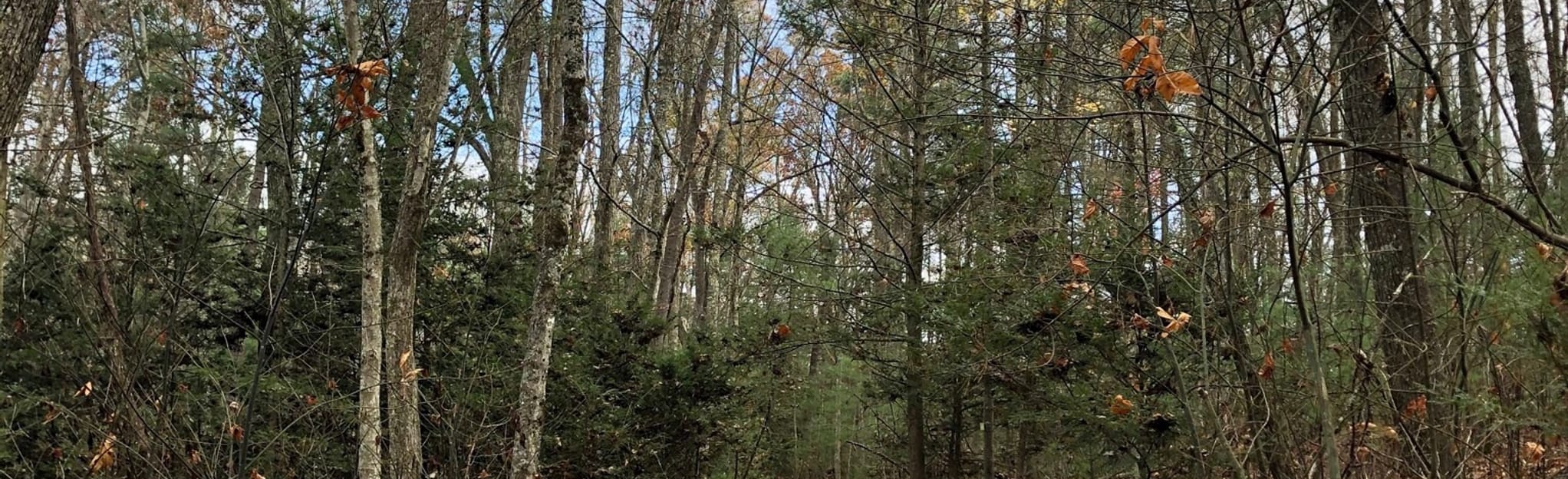 Bear Pen Run Trail to Buck and Doe Trail - West Virginia | AllTrails