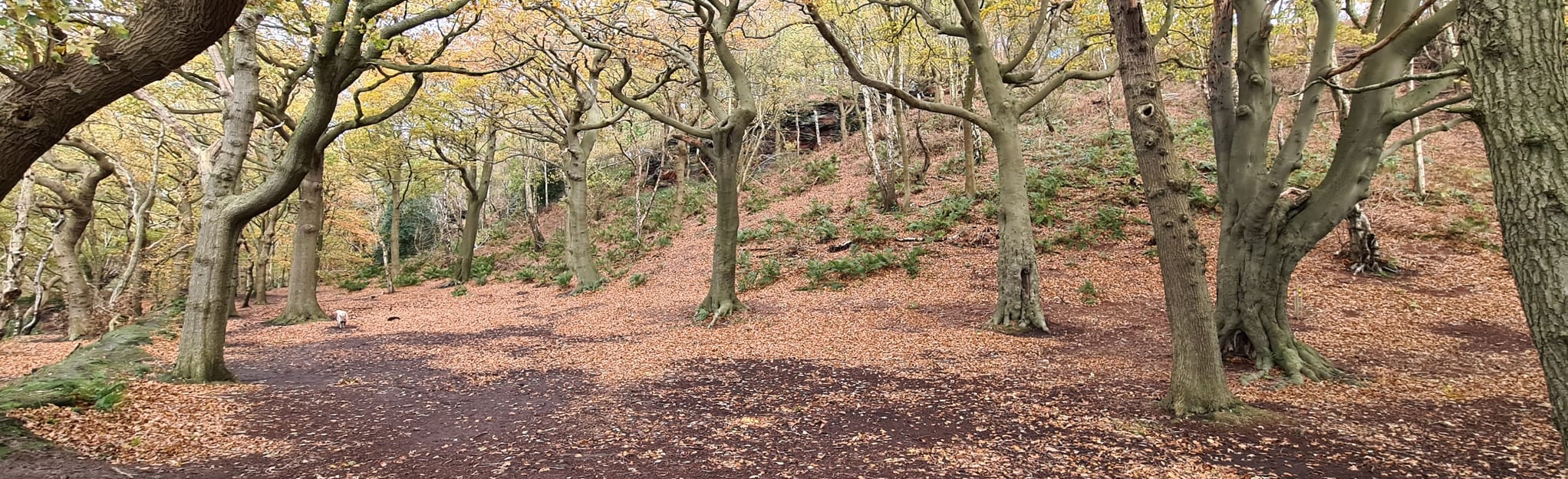 Woodhouse Hill, Cheshire, England 108 Reviews, Map AllTrails