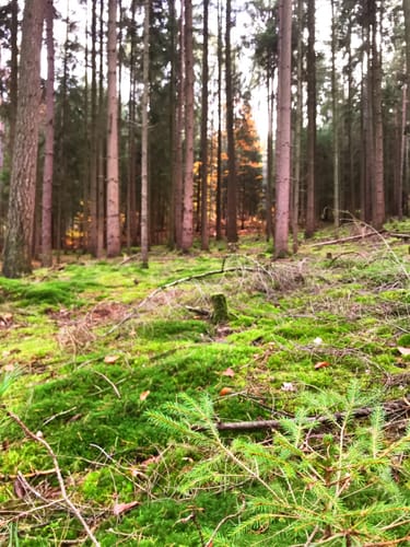 Durch den Erlenbacher Forstwald