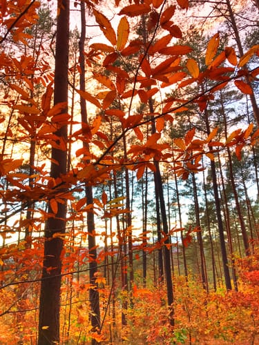 Durch den Erlenbacher Forstwald