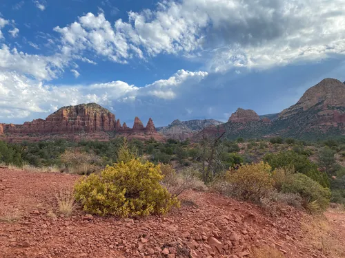 Wildlife of the Coconino National Forest - Owlcation