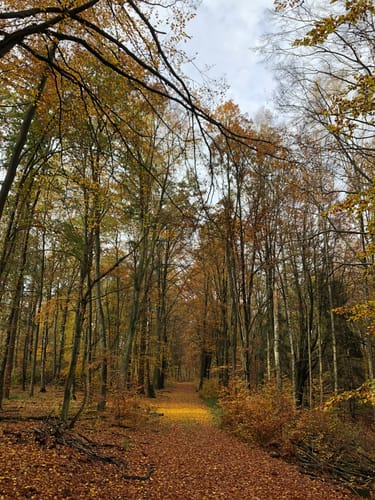Eichhorst: Zur Silkebuche