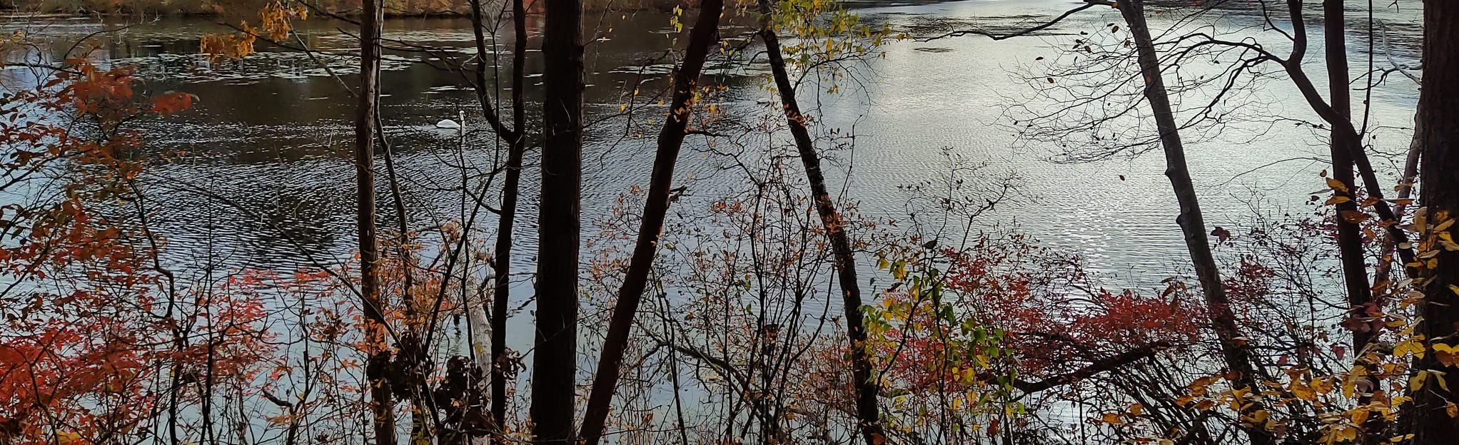 Stow Town Forest Blue and White Loop 113 Reviews, Map Massachusetts