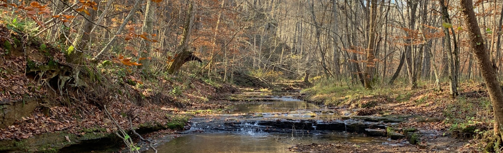 Yellow Birch Ravine 287 Reviews, Map Indiana AllTrails