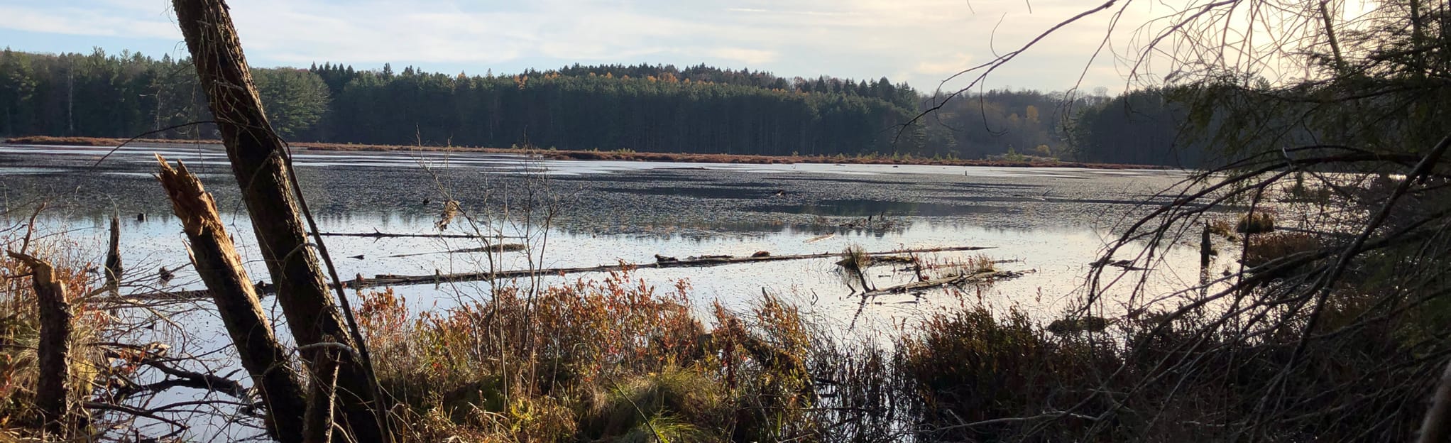 Hanging Bog Pond, New York 36 Reviews, Map AllTrails