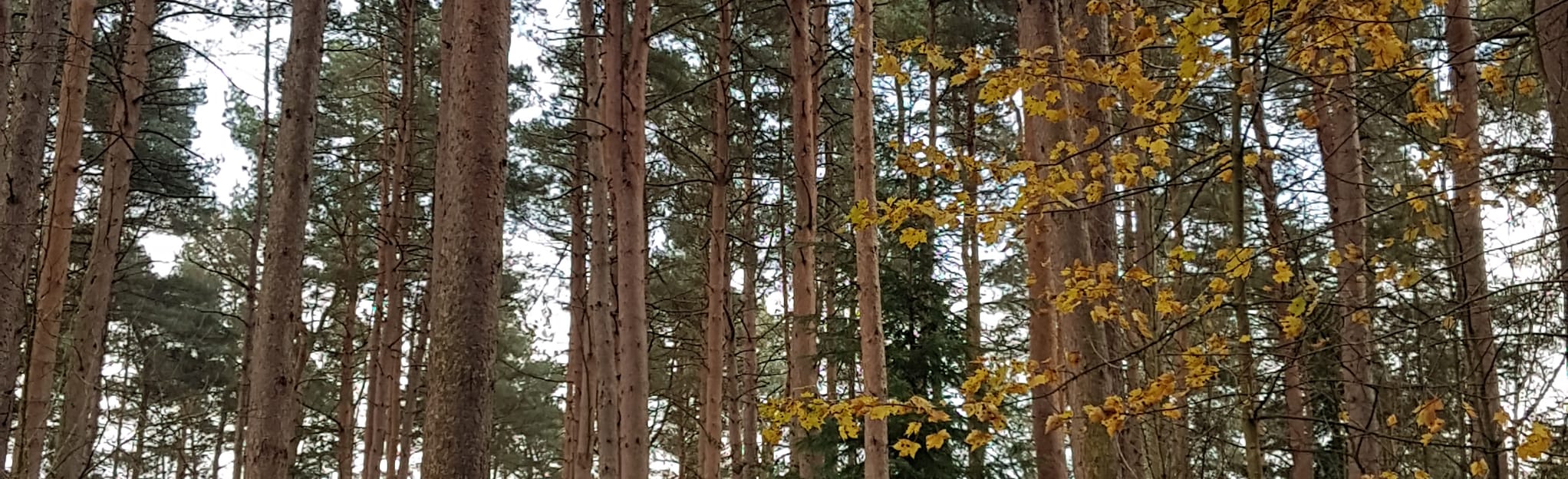 Hamsterley Forest Blue Trail Circular Map, Guide County Durham