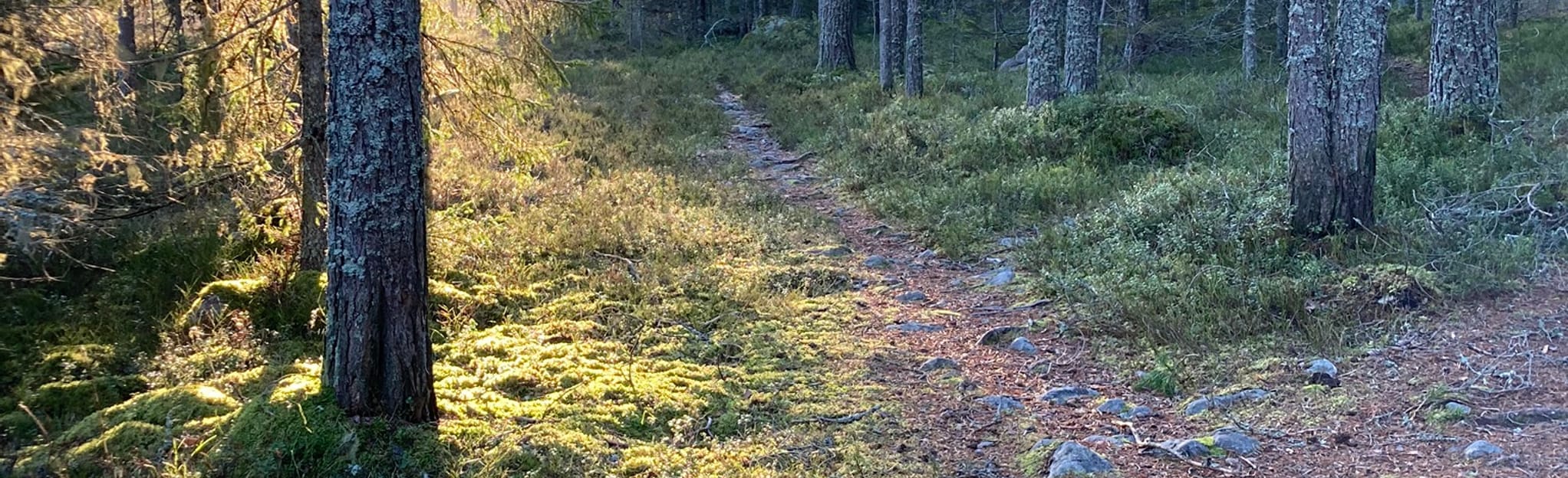 CrossCountry Skiing Through the Grossjön Nature Reserve, Västerbotten