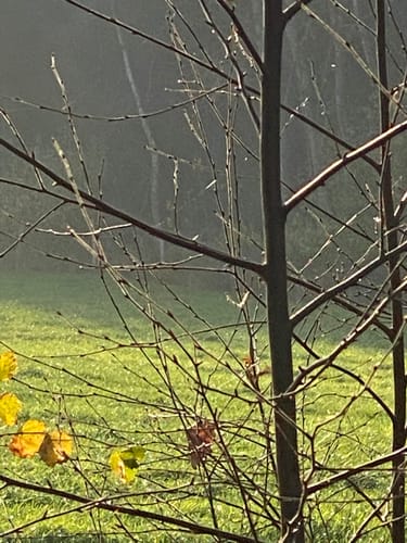 Am Schülper Moor