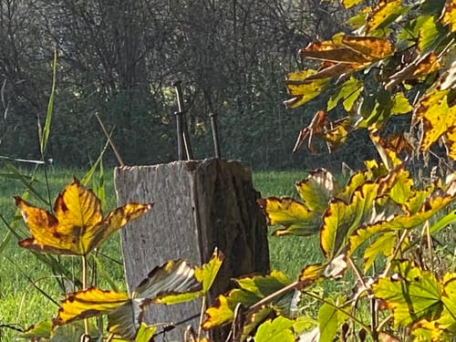Am Schülper Moor