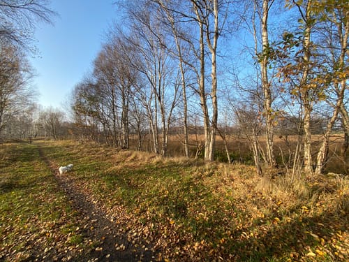 Am Schülper Moor