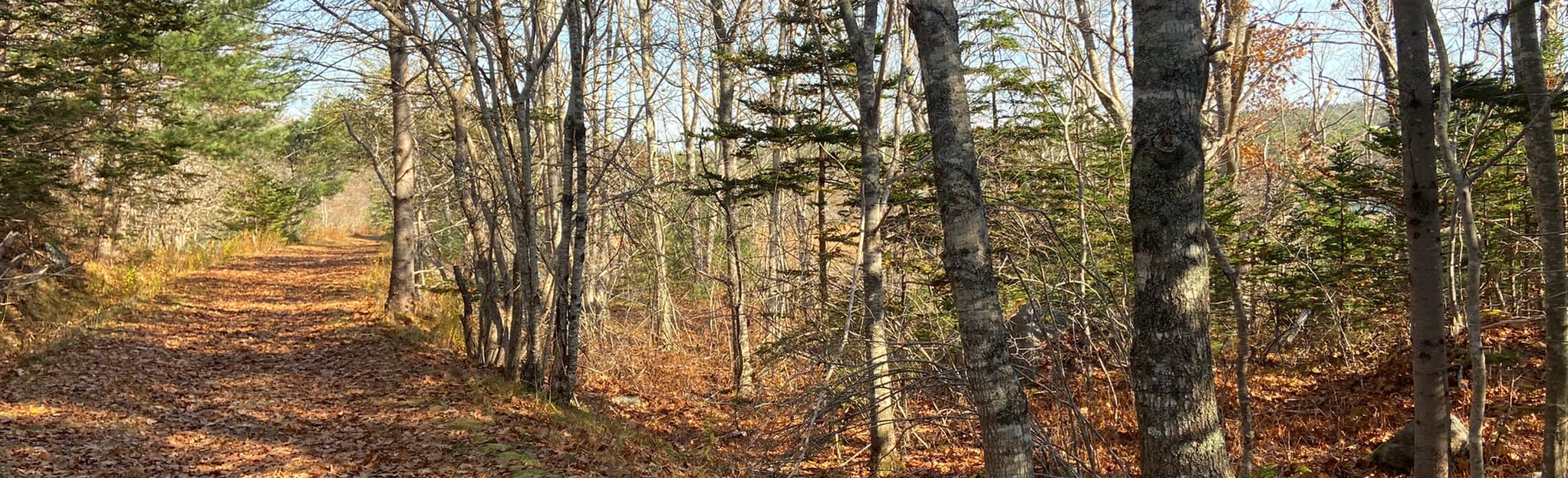 Hayden Lake Trail, Nova Scotia, Canada Map, Guide AllTrails