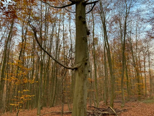 Westerberger Weg
