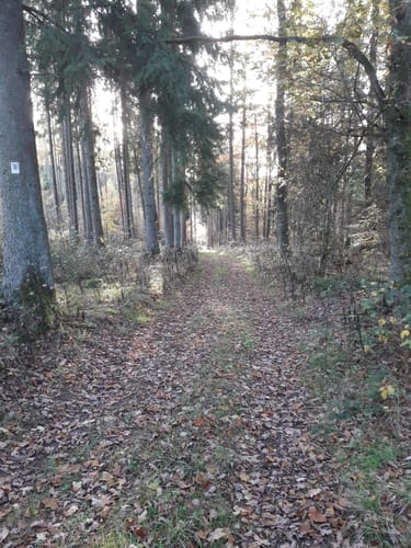 Naturpark Südeifel Nr. 2 Reipeldingen - Dahnen