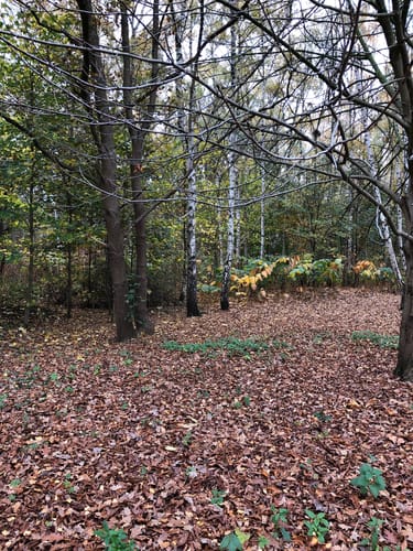 Silbersee Rundweg