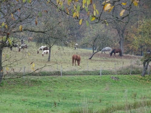 Rundwanderweg Lindenfels 4: Galgenberg-Weg