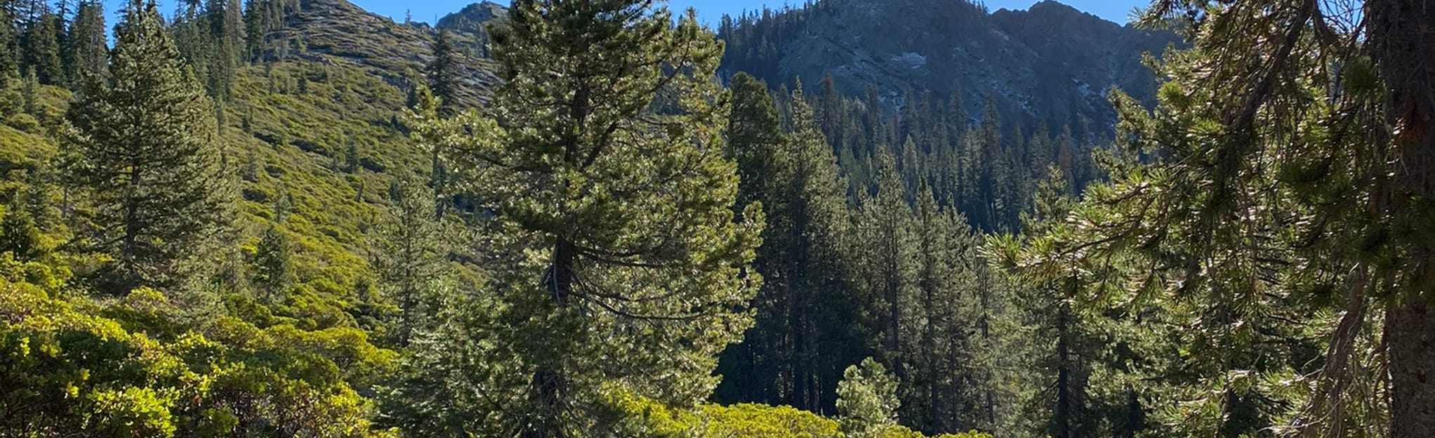 Heaven's Spring via Soapstone Trail and PCT, California 6 Reviews