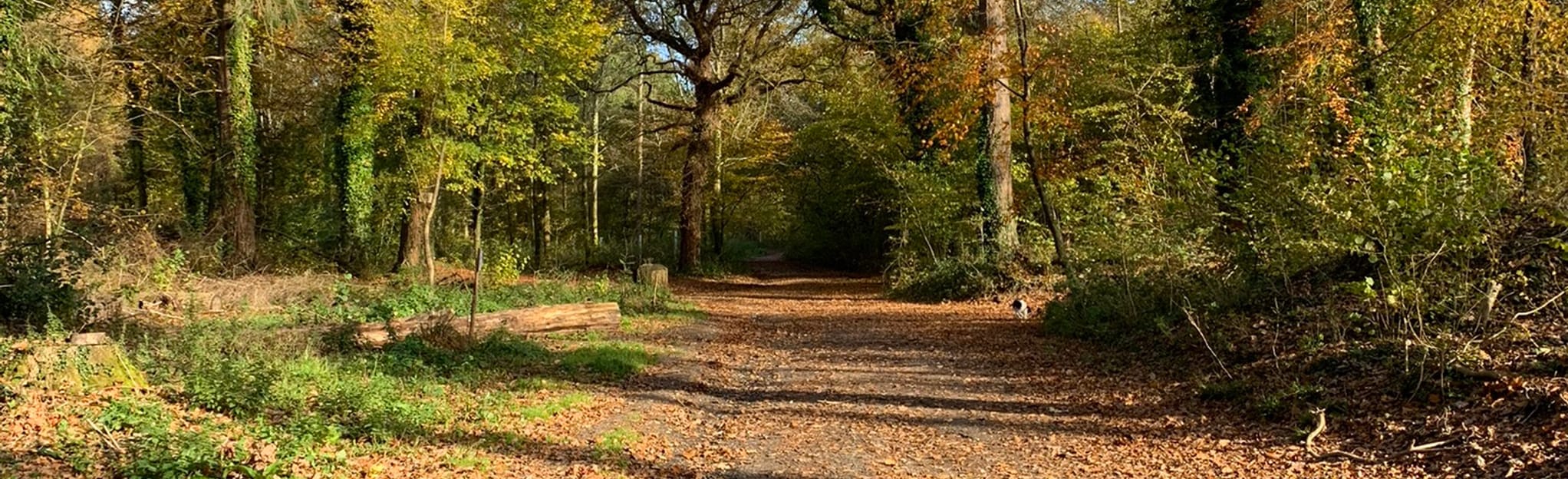 Rowland’s Castle, Stansted Forest and Maze Circular - Hampshire ...