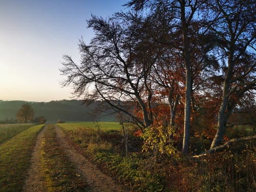 Im Hagsbuch bei Suppingen