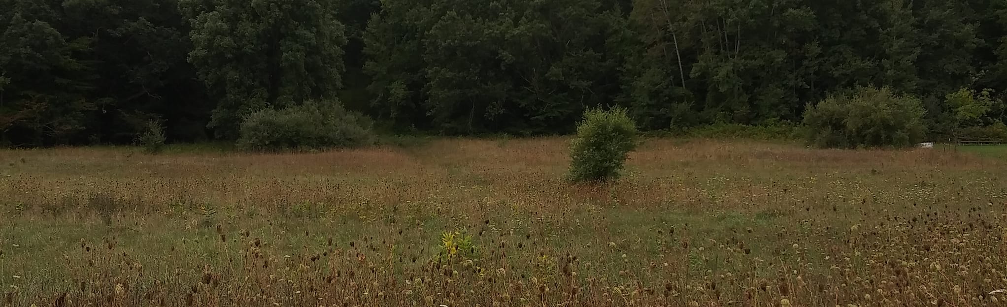 Chief Pontiac Trail 78 Reviews, Map Michigan AllTrails