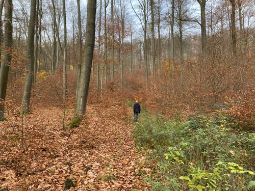 Von Bödexen auf den Köterberg