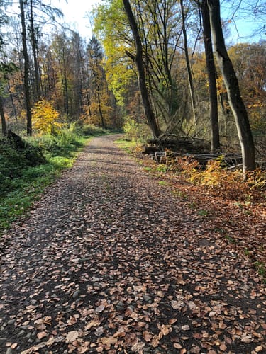 Saarwellingen - Schwarzenholz -Falscheid Rundweg