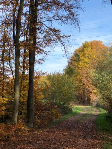 Saarwellingen - Schwarzenholz -Falscheid Rundweg