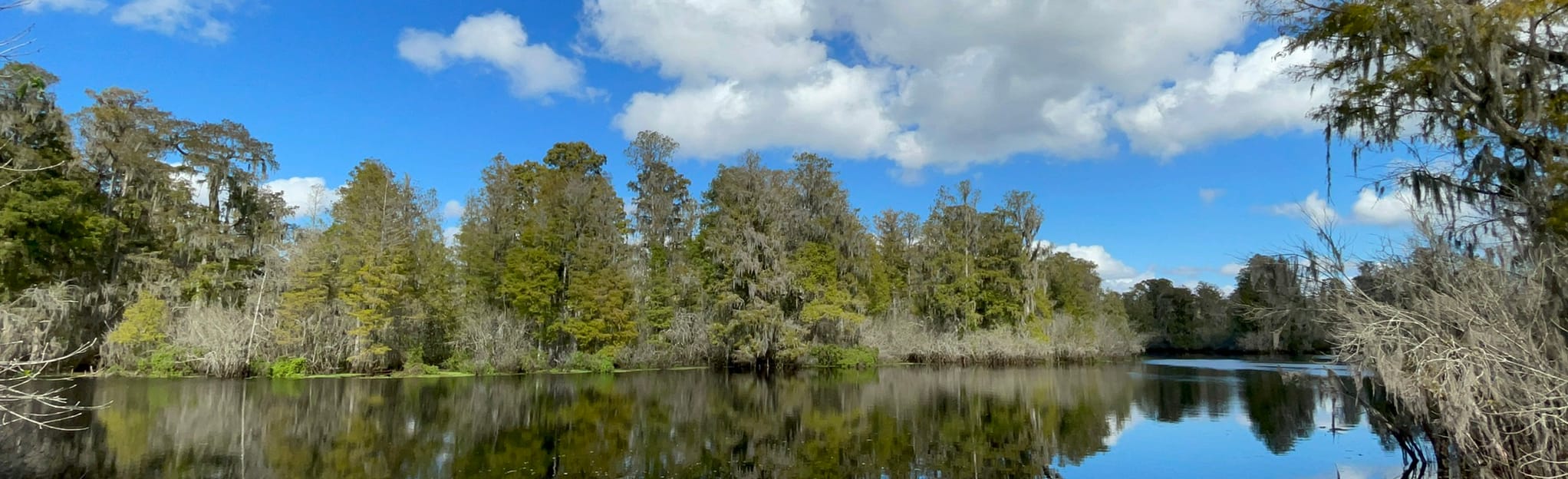 Lettuce Lake Park Boardwalk 1 and Tower, Florida 193 Reviews, Map