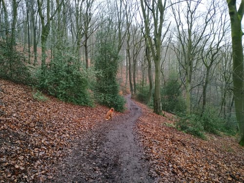 Oberer Dellenweg und Harkortberg Rundweg