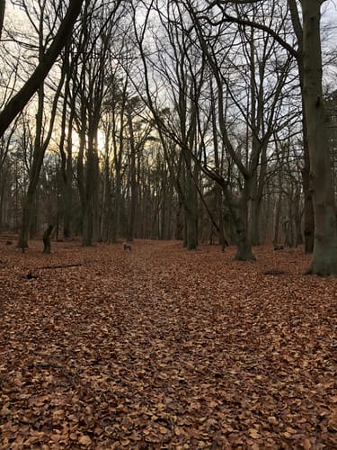 Markgrafenheide - Heiligensee - Hüttelmoor