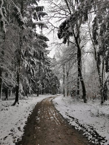 Um Kimickerberg und Schlammborn