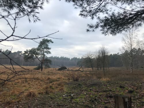 Durch die Coesfelder Heide und Vogelparadies Kuhlvenn