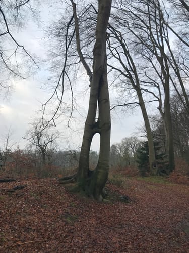 Durch die Coesfelder Heide und Vogelparadies Kuhlvenn