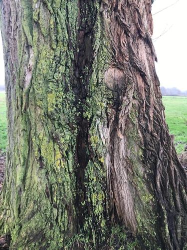 Durch die Coesfelder Heide und Vogelparadies Kuhlvenn