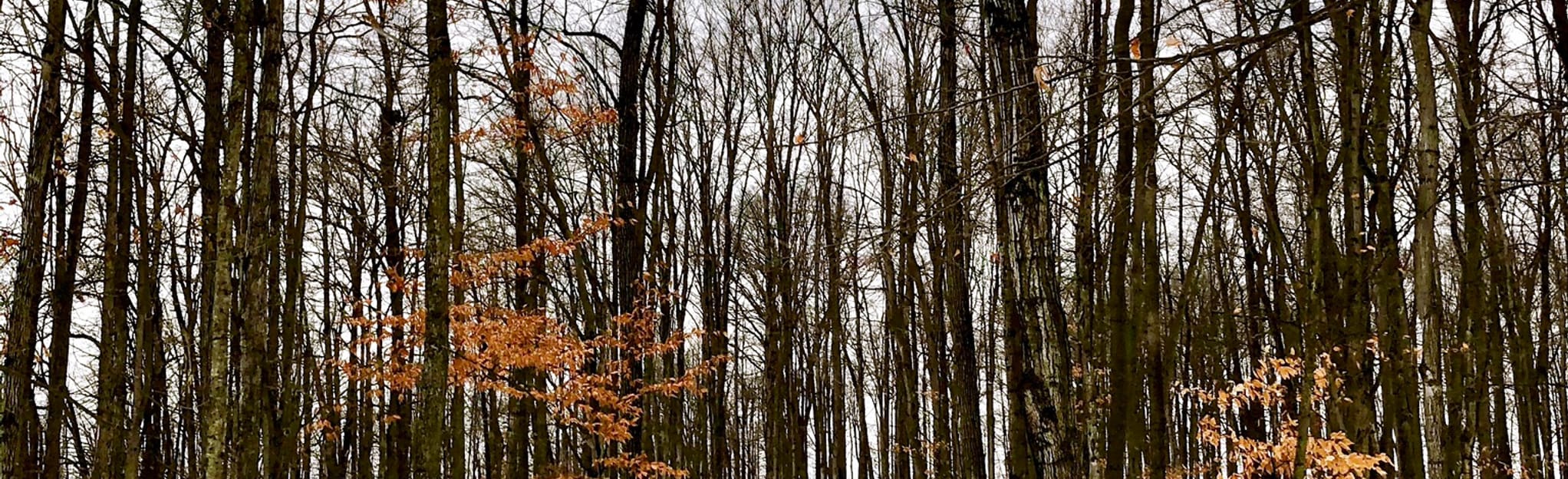 Baden Trail and Schmidt Woods, Ontario, Canada 5 Reviews, Map AllTrails